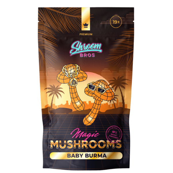 Baby Burma Magic Mushroom